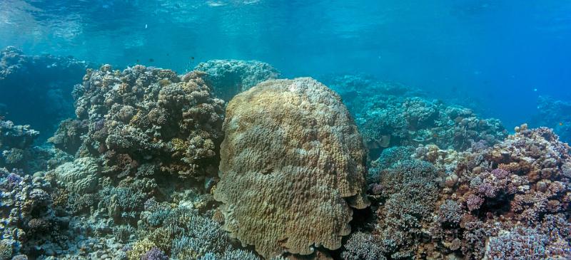 Egypt - panorama  with coral reef